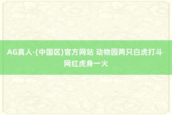AG真人·(中国区)官方网站 动物园两只白虎打斗 网红虎身一火