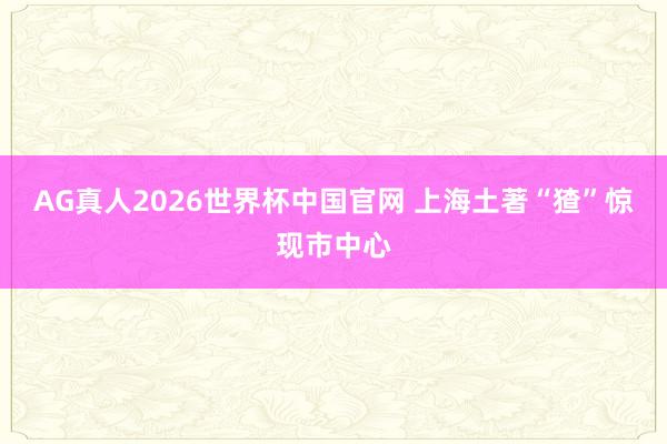 AG真人2026世界杯中国官网 上海土著“猹”惊现市中心